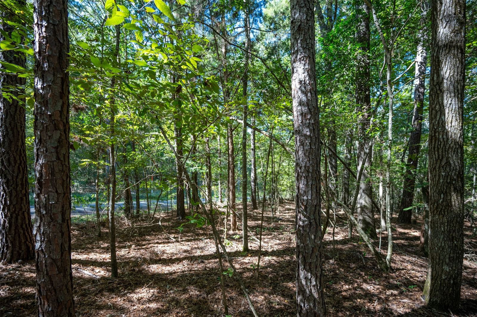 Real estate property located at TBD County Rd 3000, Tyler, N/A, Woodville, TX, US