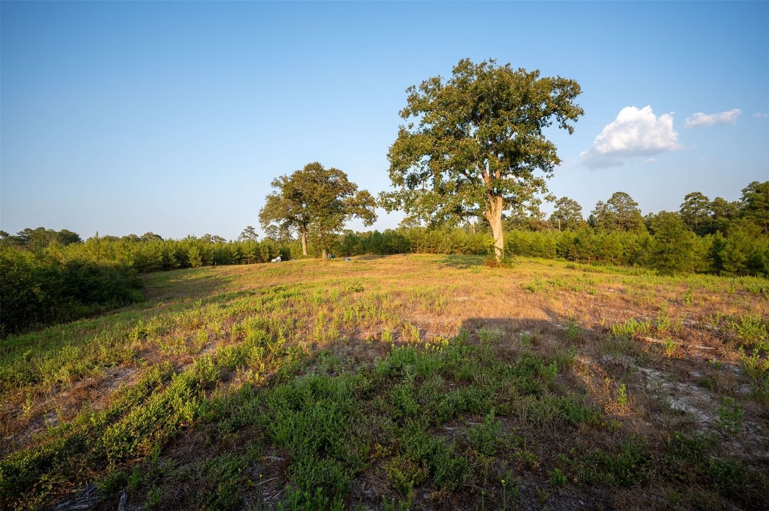 Real estate property located at 800 Farm to Market 1745, Tyler, Chester, TX, US