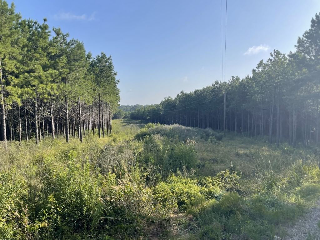 Real estate property located at TBD (Lot 45) CR 1060, Shelby, Forest Ridge, Center, TX, US