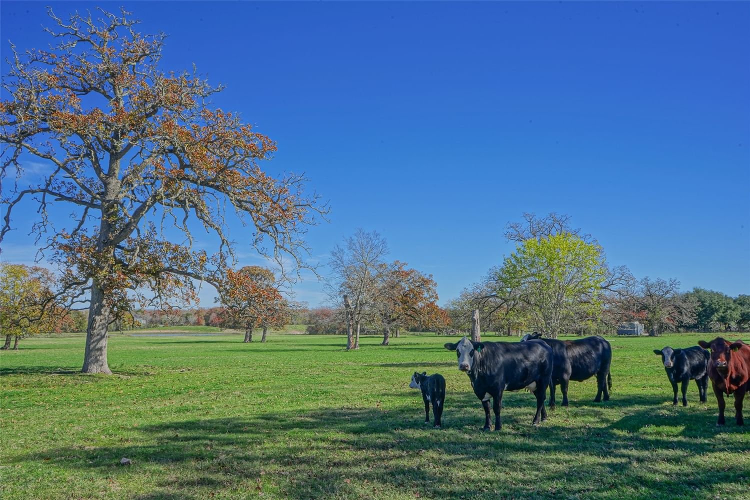 Real estate property located at 26+/- Acres Dyess Rd, Brazos, N/A, College Station, TX, US