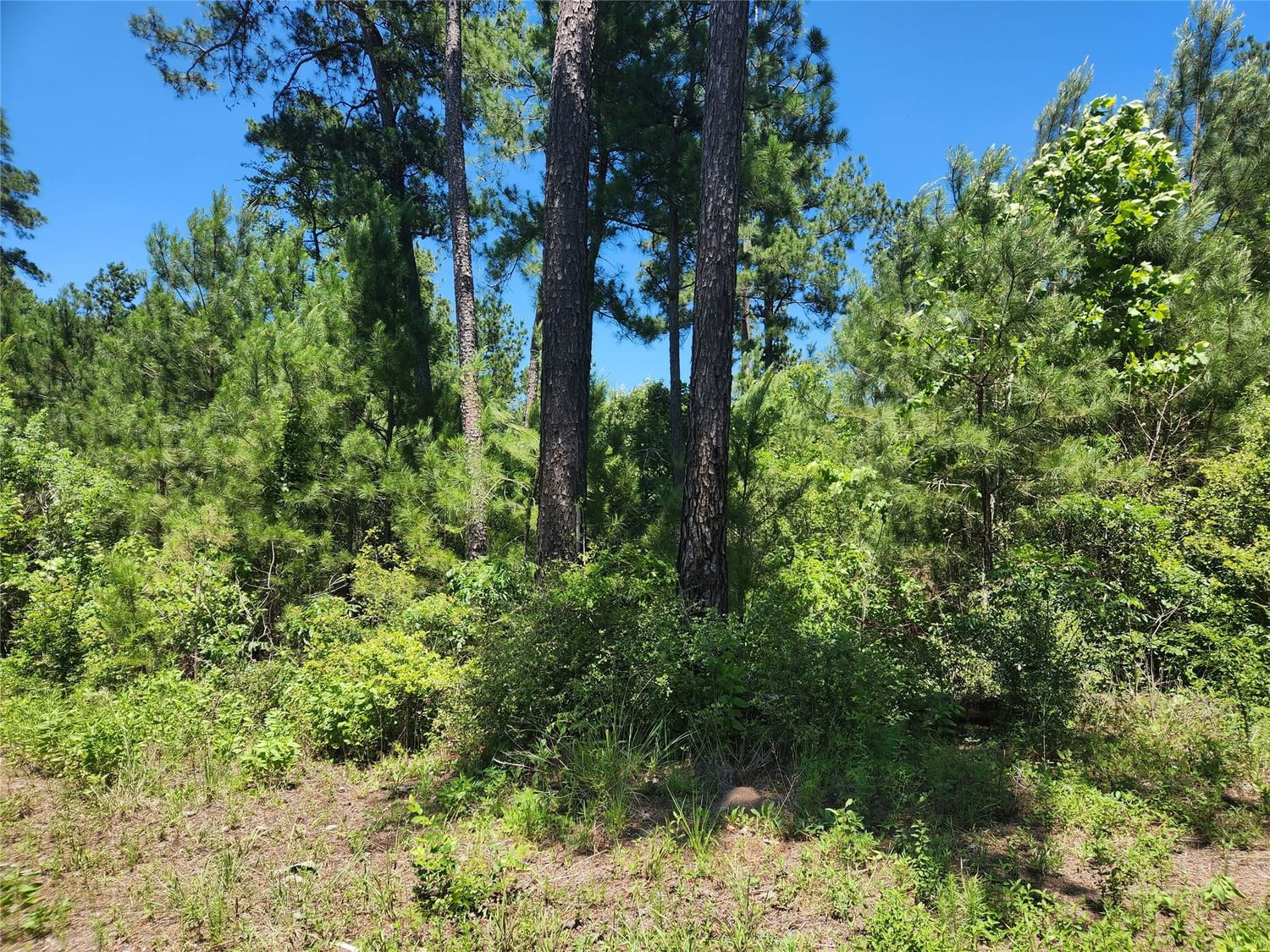 Real estate property located at Lot 18 Mulberry, Grimes, Pinebrook, Plantersville, TX, US