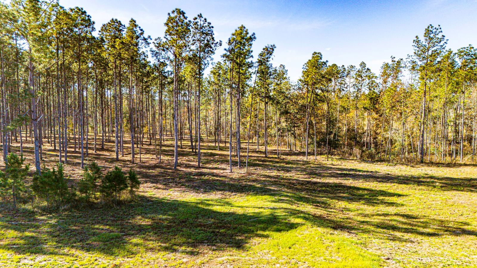 Real estate property located at 00141516 Big Buck Drive, Polk, High Ridge Ranch, Moscow, TX, US