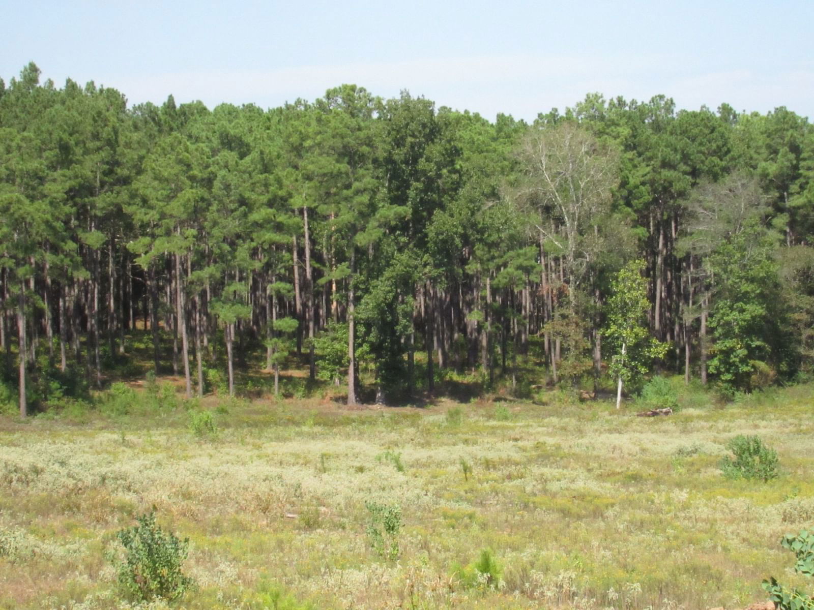 Real estate property located at 0025 FM 256 N, Tyler, The Timbers at 256, Woodville, TX, US