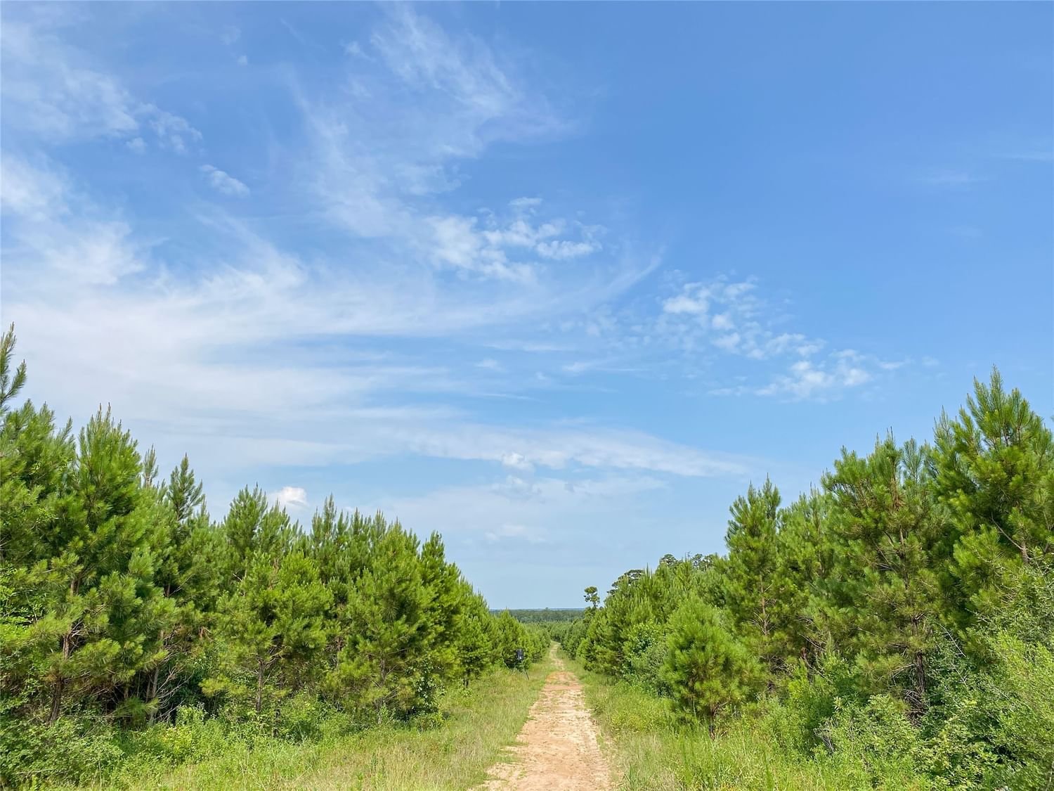 Real estate property located at 0000000 Red Hollow, Polk, None, Leggett, TX, US