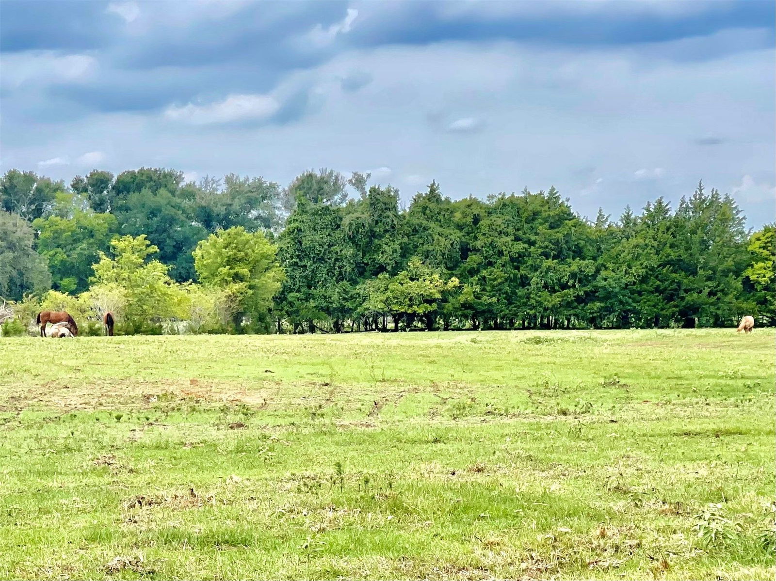 Real estate property located at 491 Lcr 437, Limestone, Mexia, TX, US