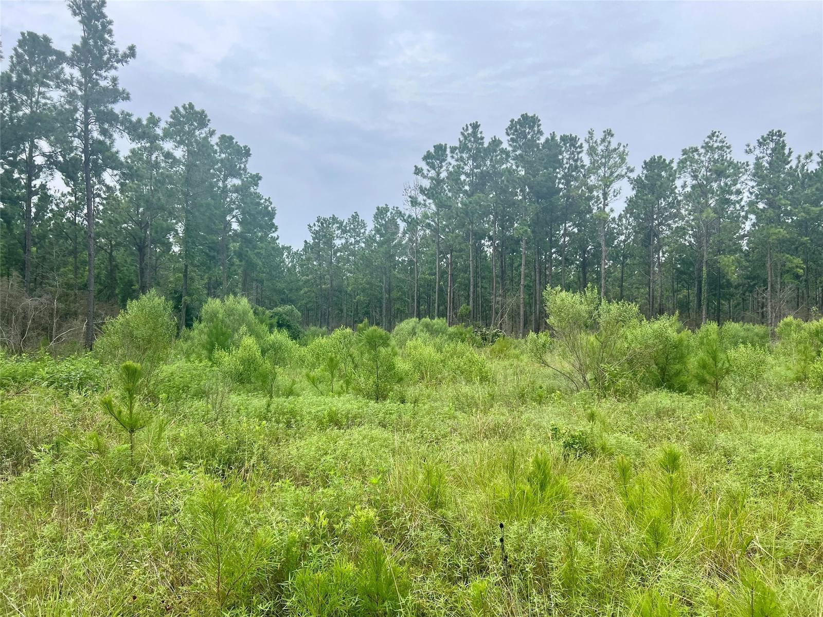 Real estate property located at TBD 11 Acres Sandydale, Polk, NA, Livingston, TX, US