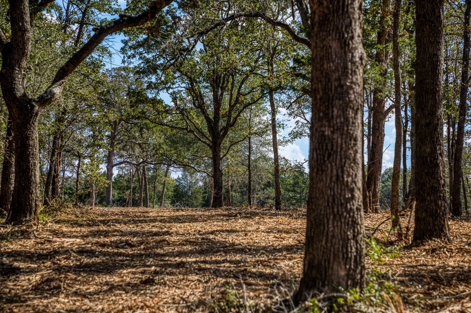 Real estate property located at TBD Wildlife, Washington, (WILDLIFE) WILDLIFE CIRCLE, Carmine, TX, US