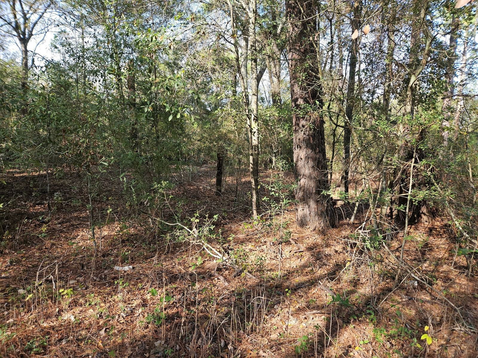 Real estate property located at 0001 Pinecone, Grimes, NA, Plantersville, TX, US