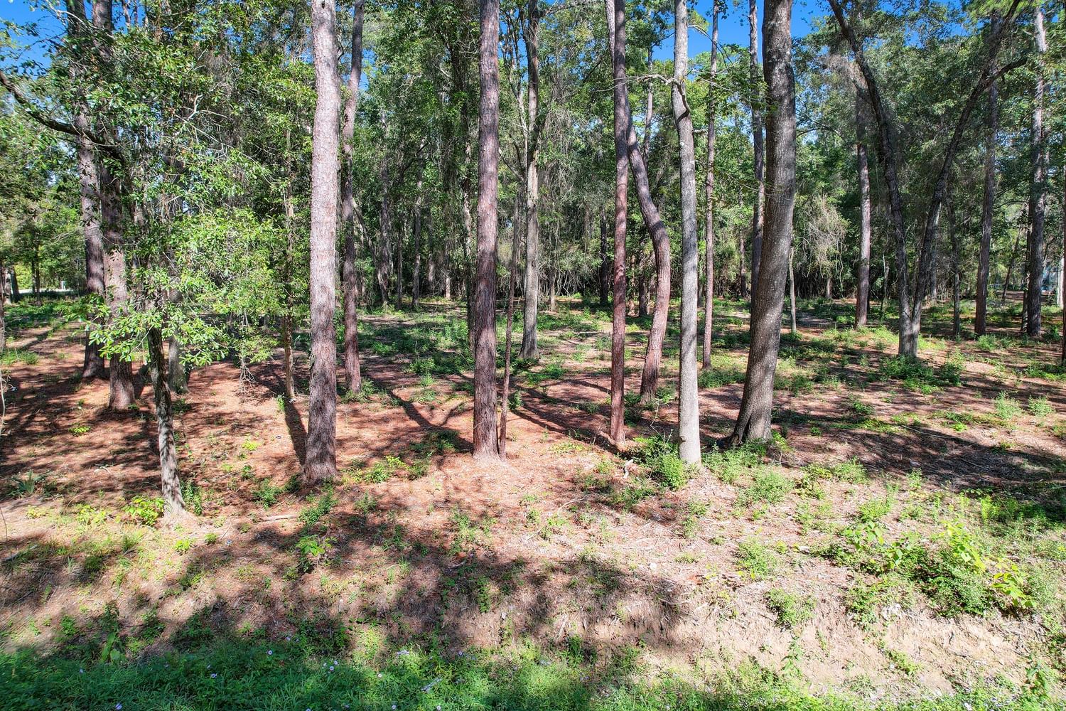Real estate property located at 12089 Oak Leaf, Montgomery, Conroe, TX, US