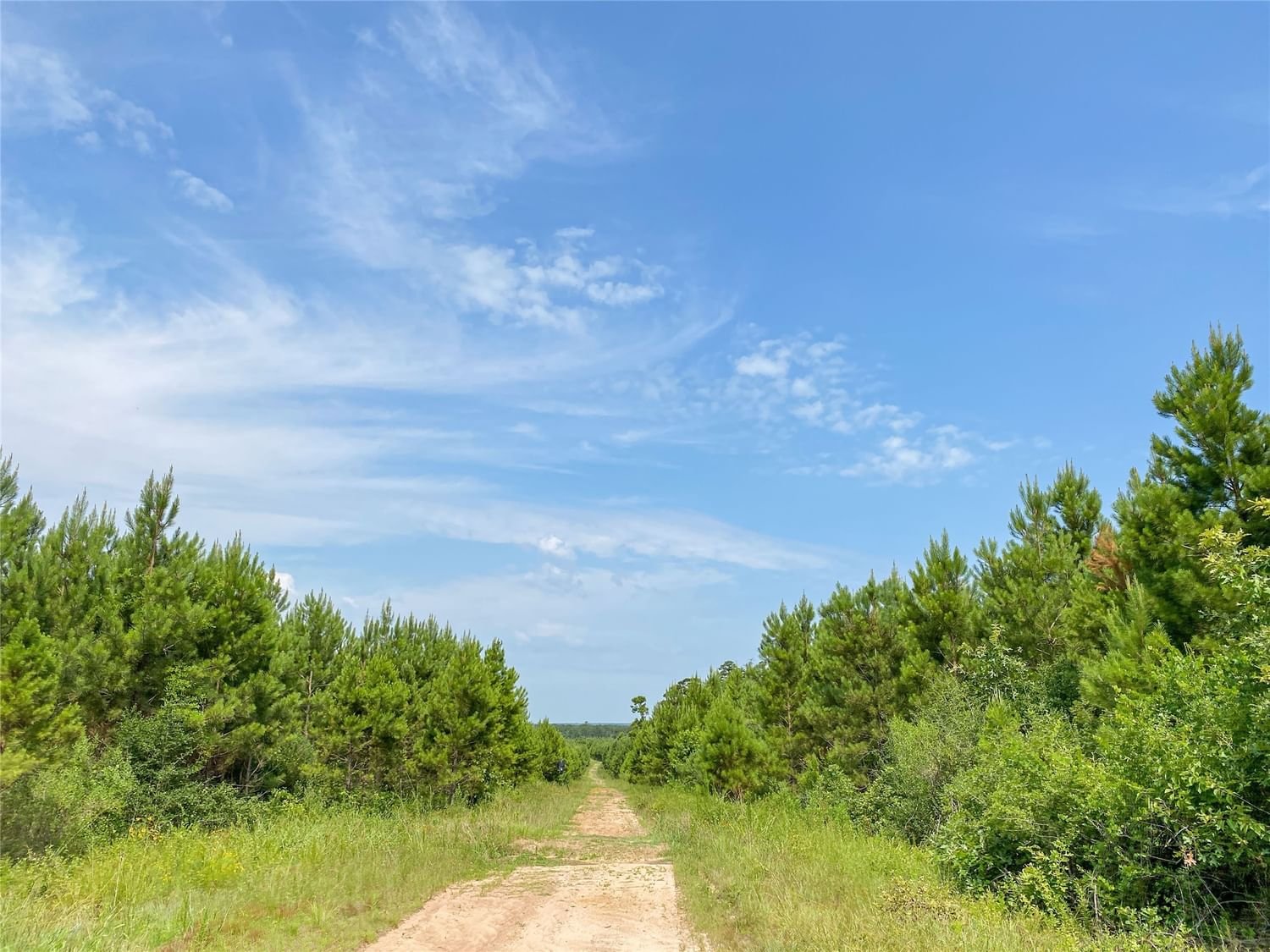 Real estate property located at 0000000 Red Hollow Rd, Polk, None, Leggett, TX, US