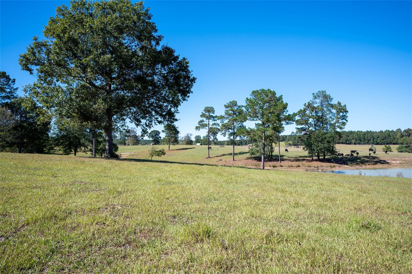 Real estate property located at tbd County Road 2050, Tyler, None, Woodville, TX, US