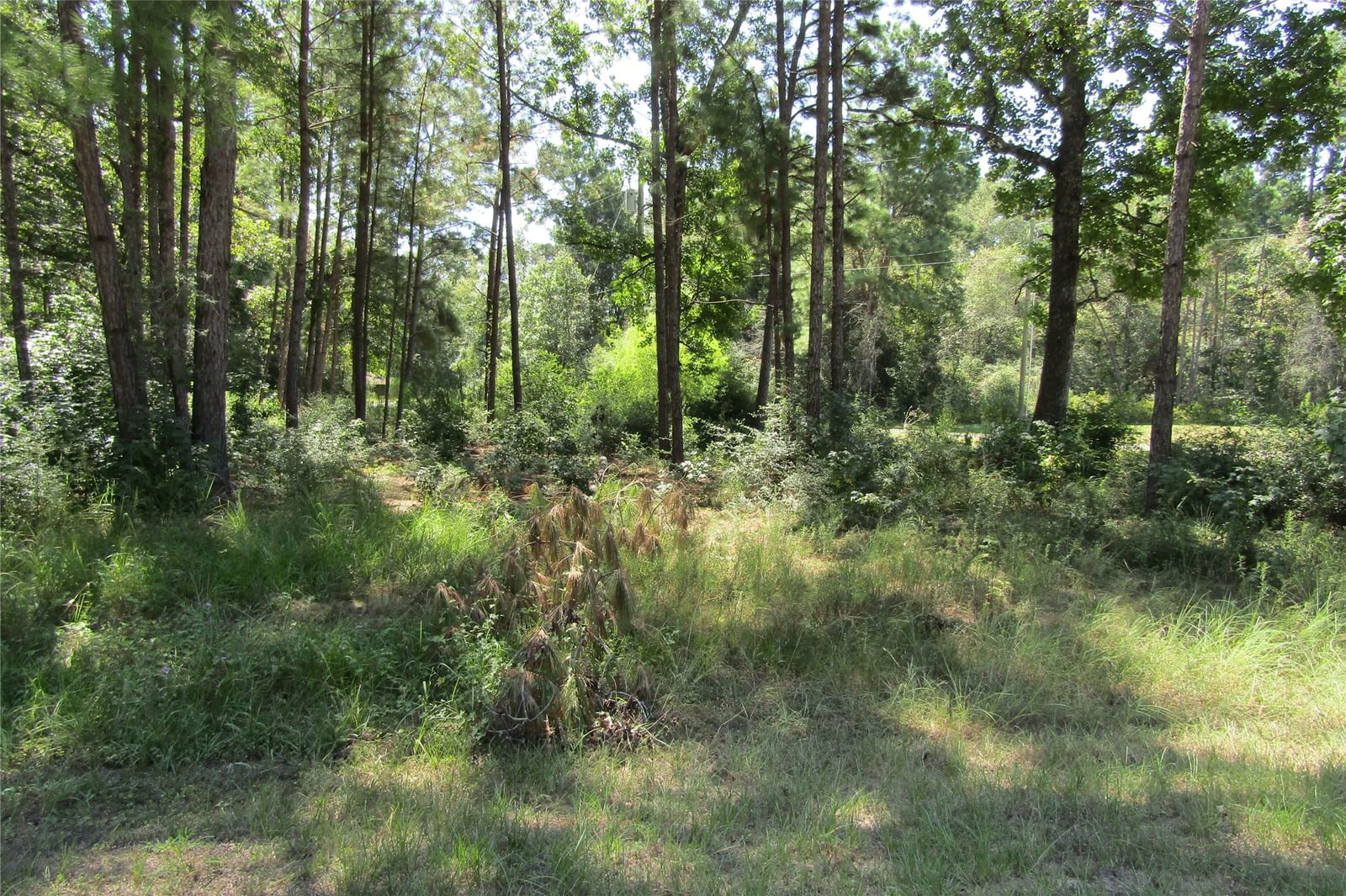 Real estate property located at TBD Wood Haven, Polk, Forest Spgs Sec 1, Livingston, TX, US