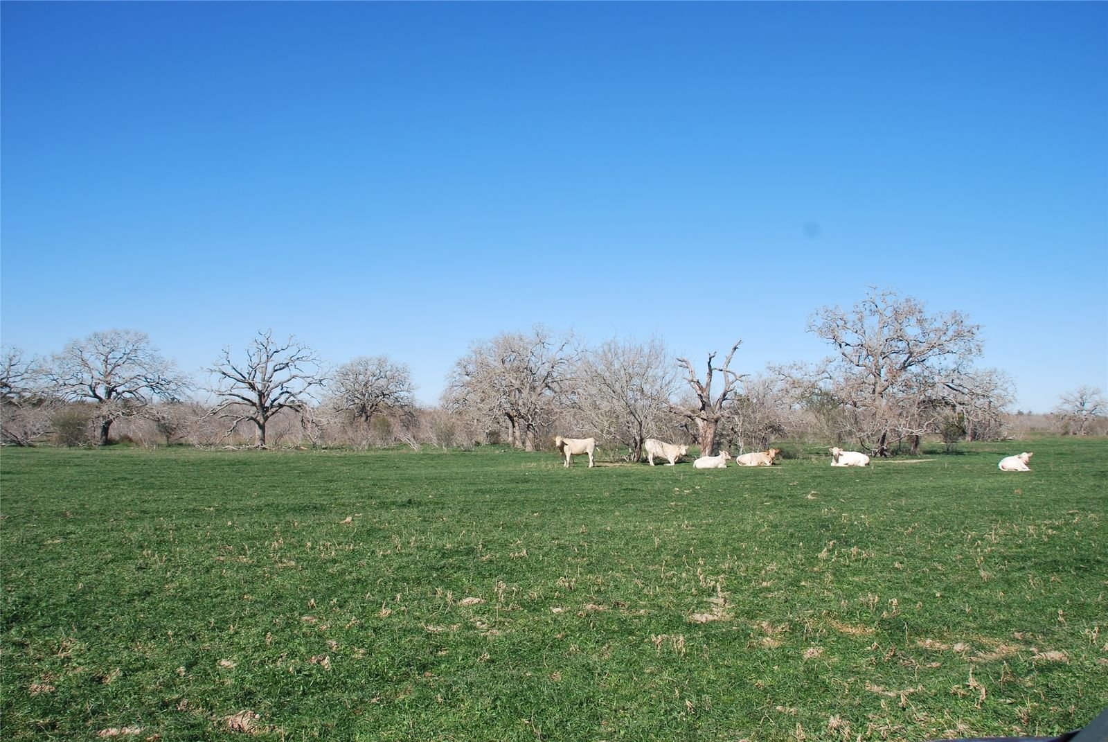 Real estate property located at TBD County Rd 401, Gonzales, Prosper, Flatonia, TX, US