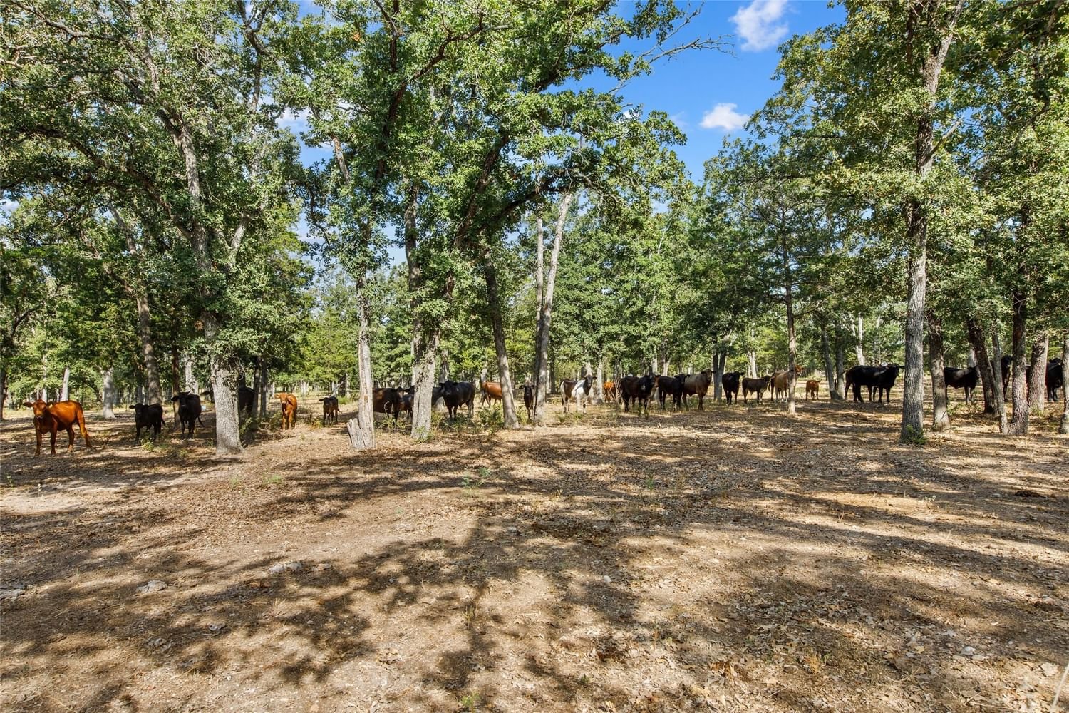 Real estate property located at TBD County Road 138, Lee, Giddings, TX, US