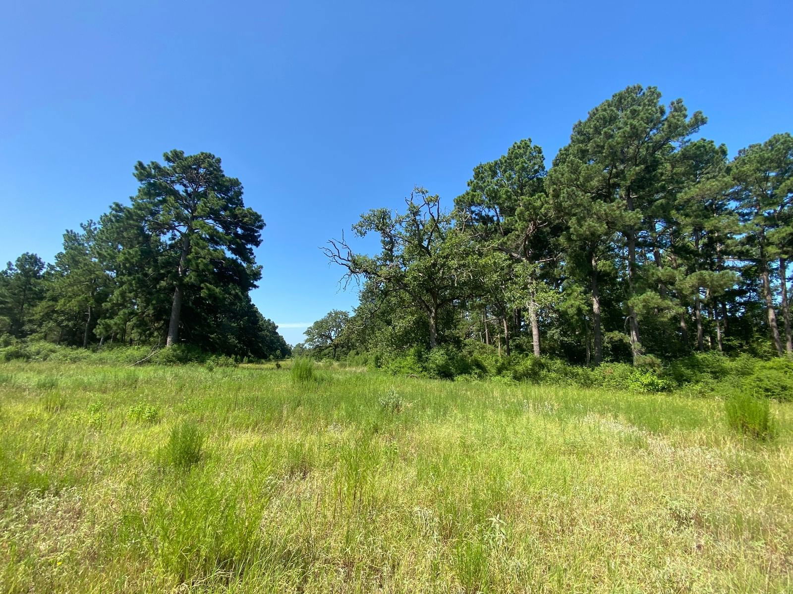 Real estate property located at Lot 8 County Road 114, Leon, Woodland Hills Ranch, Centerville, TX, US
