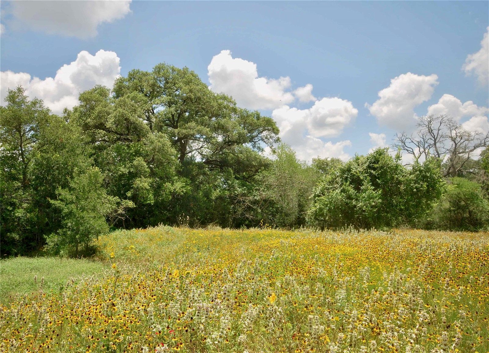 Real estate property located at 3988 County Rd 397, Gonzales, T Barnes Surv Abs #112, Moulton, TX, US