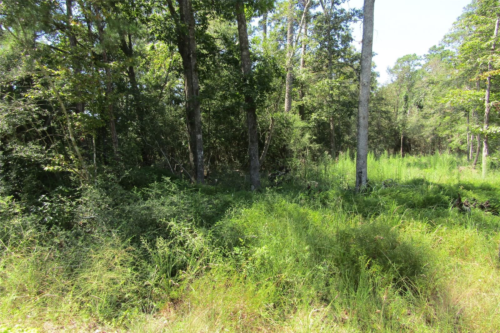 Real estate property located at TBD0 Cross Timbers, Polk, Forest Spgs Sec 1, Livingston, TX, US