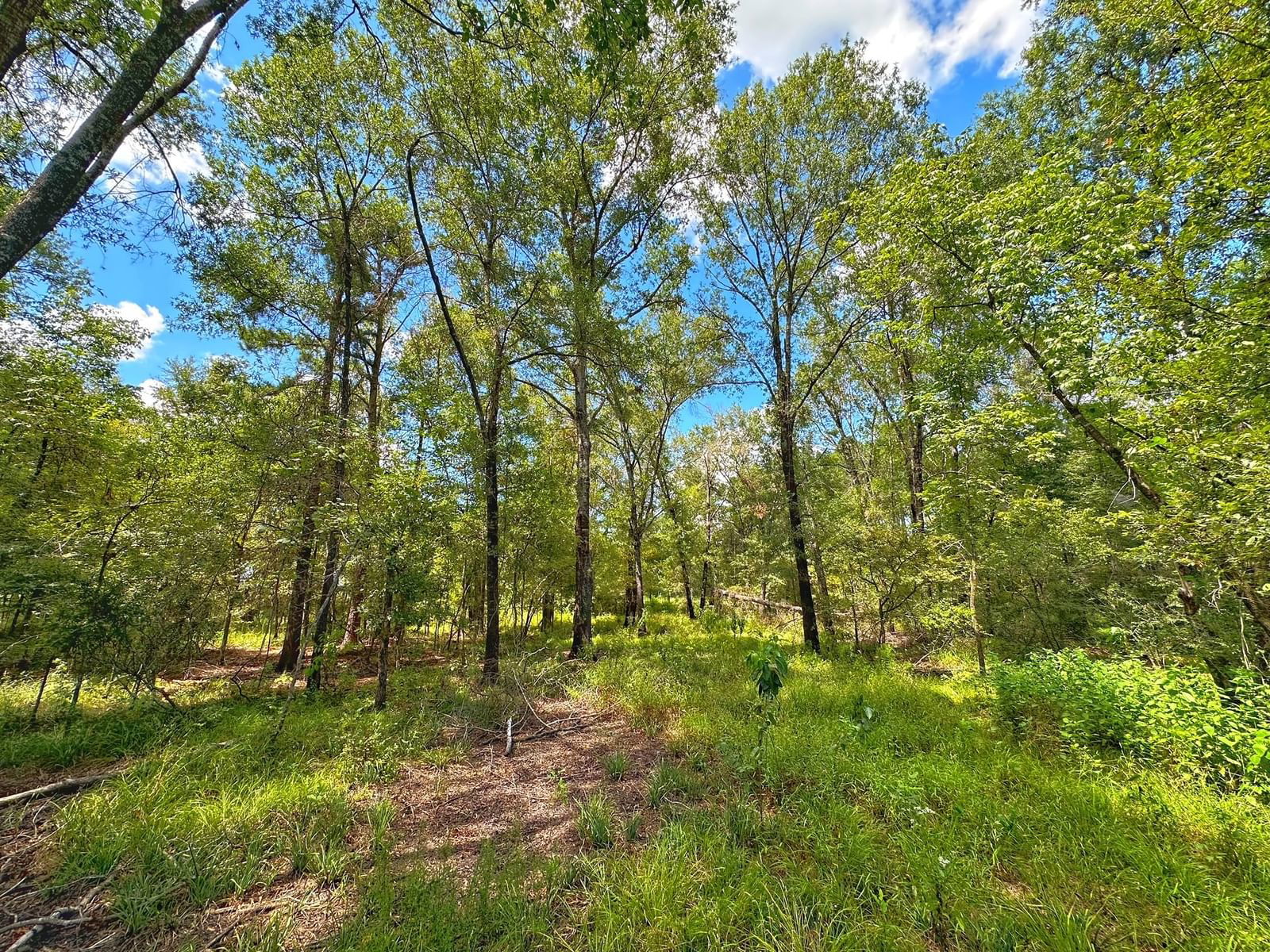 Real estate property located at 20 ac PR 2315, Leon, Haley Creek Farms, Centerville, TX, US