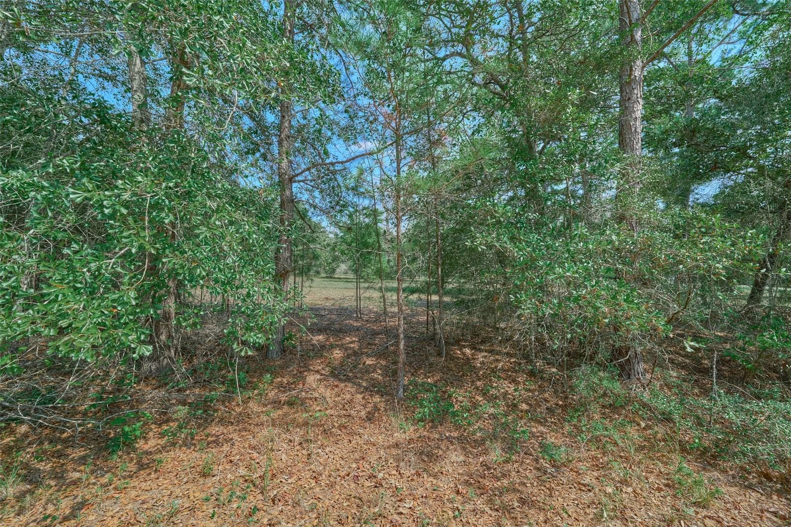 Real estate property located at 16039 Yaupon Berry, Grimes, W Magnolia Forest Sec 10, Plantersville, TX, US