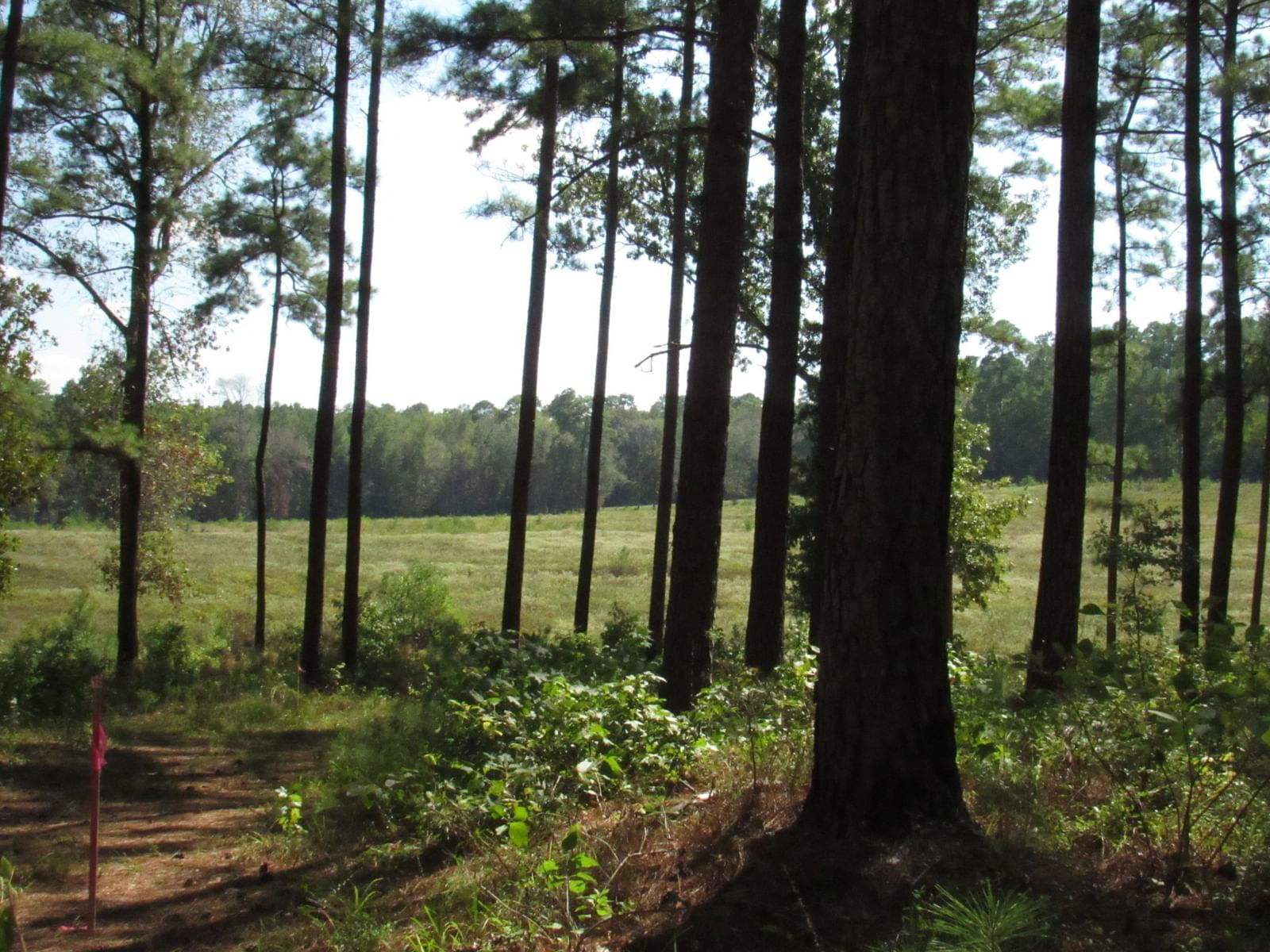 Real estate property located at 0008 FM 256 N, Tyler, The Timbers at 256, Woodville, TX, US