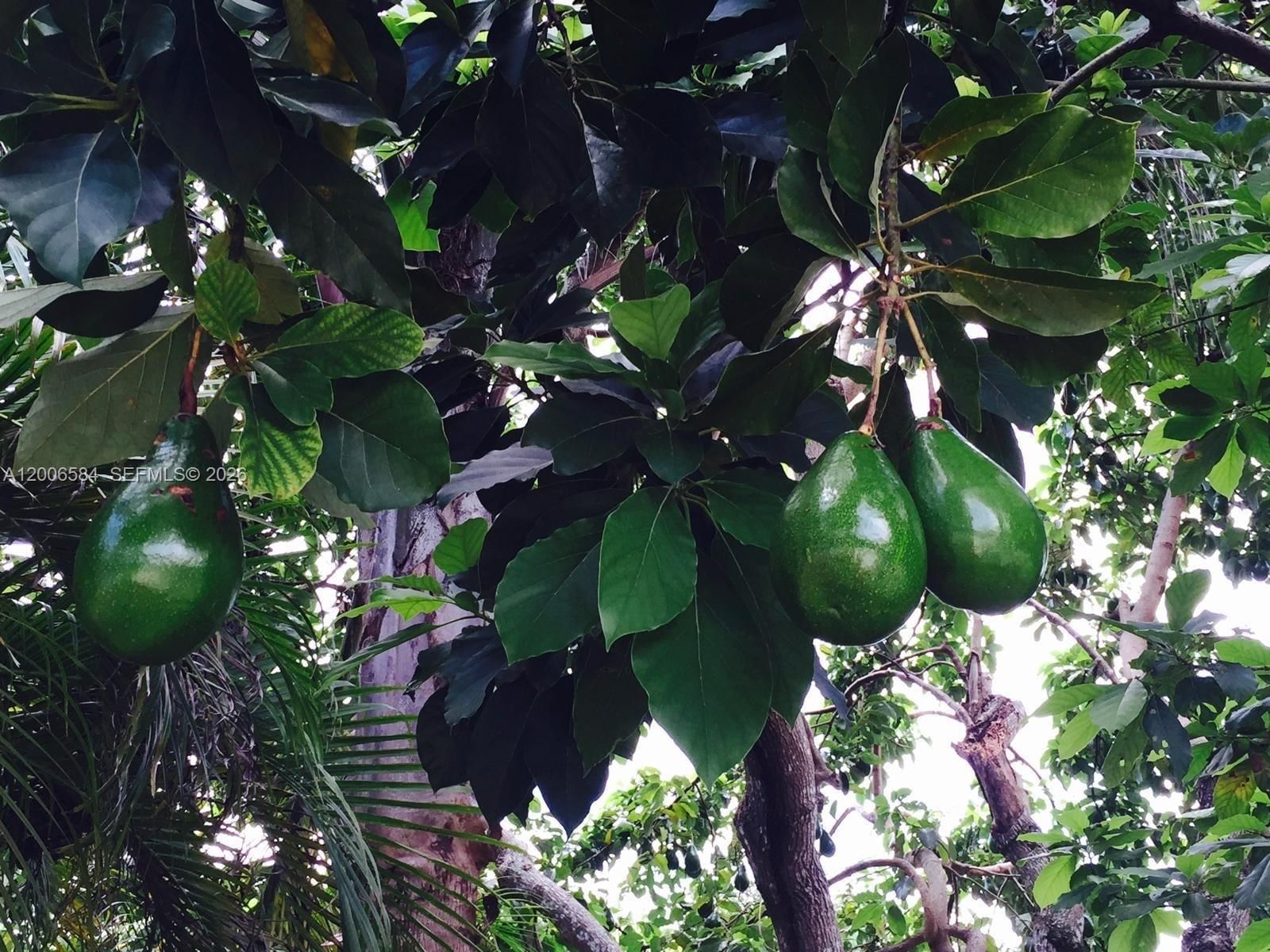 Real estate property located at 5750 52nd Ter, Miami-dade, Orchard Heights, South Miami, FL