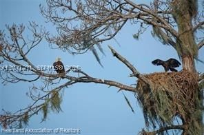 Real estate property located at 0 Bougainvillea Drive, Polk, Indian Lake Est, Lake Wales, FL